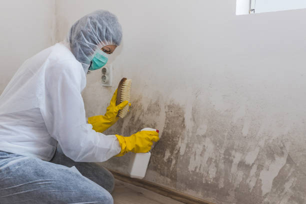 Crawl Space Mold Removal in Mount Dora, FL