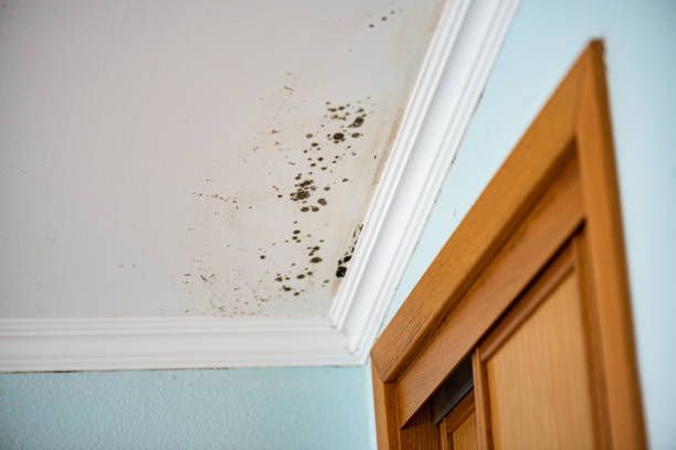 Best Toxic Mold Removal  in Mount Dora, FL