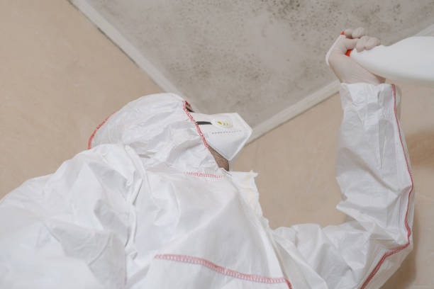 Best Attic Mold Removal  in Mount Dora, FL