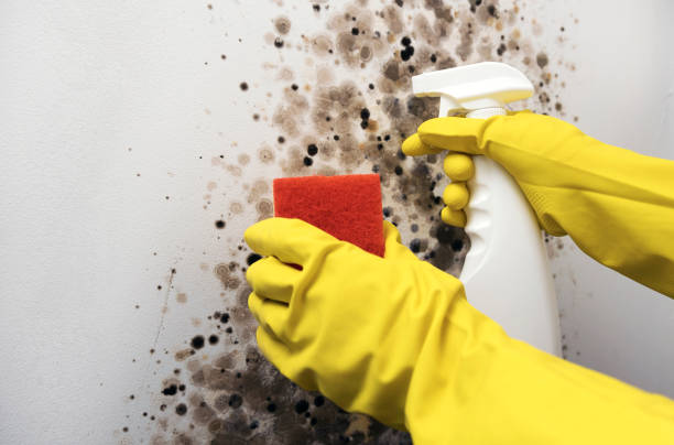Best Crawl Space Mold Removal  in Mount Dora, FL