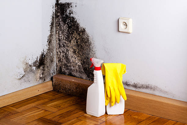 Best Mold Damage Repair  in Mount Dora, FL