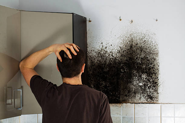 Best Crawl Space Mold Removal  in Mount Dora, FL