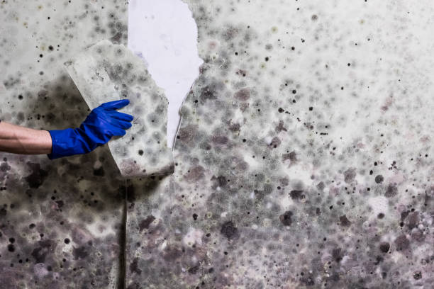 Best Professional Mold Removal  in Mount Dora, FL